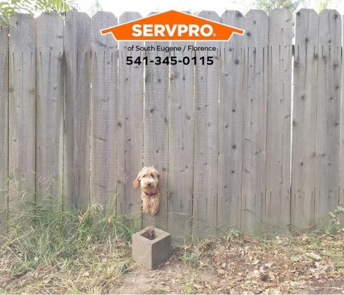 A dog is escaping through a hole in a fence.
